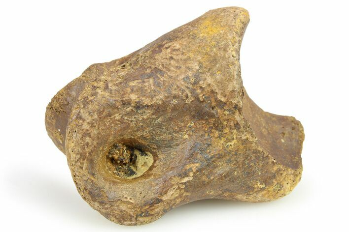 Theropod Dinosaur Toe Bone - Montana #268542